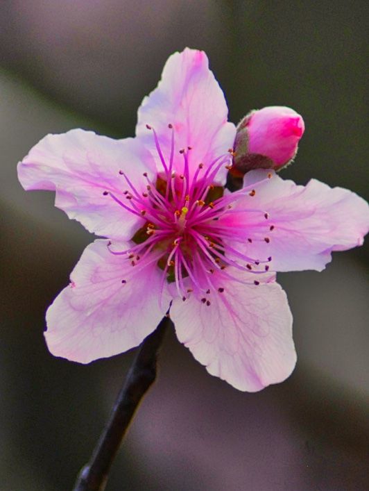 Peach Tree 'Redskin'