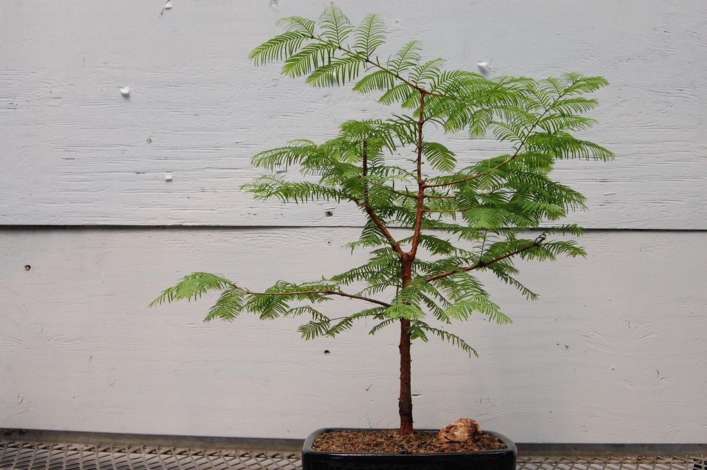 Redwood Bonsai Tree