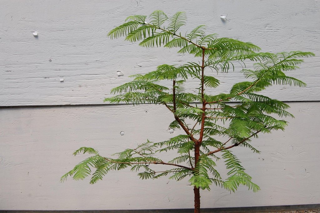 Redwood Bonsai Tree