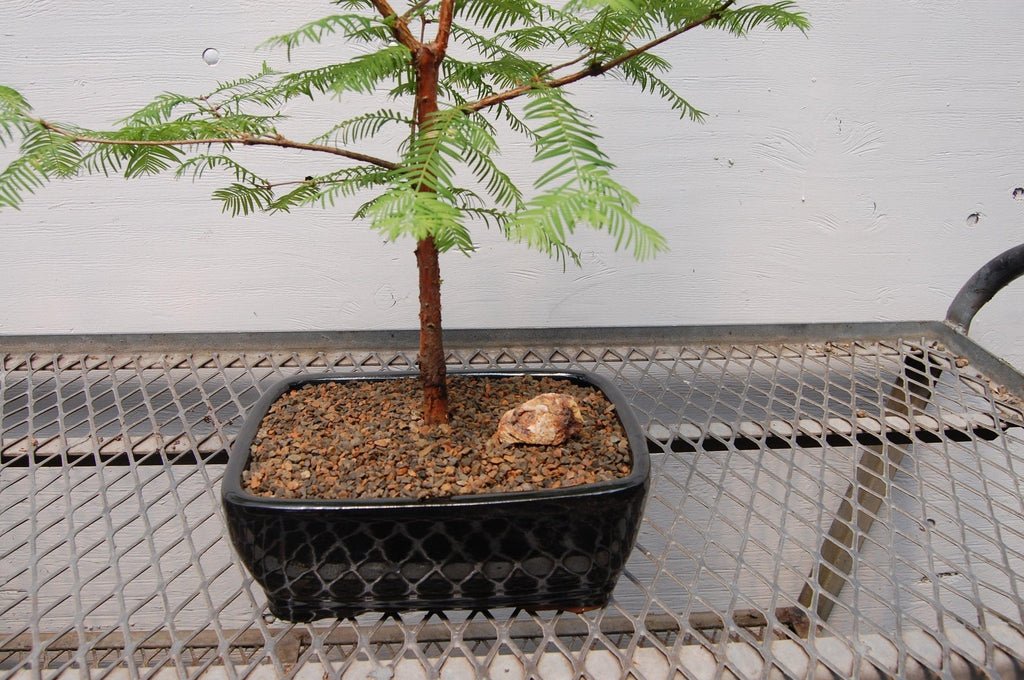 Redwood Bonsai Tree