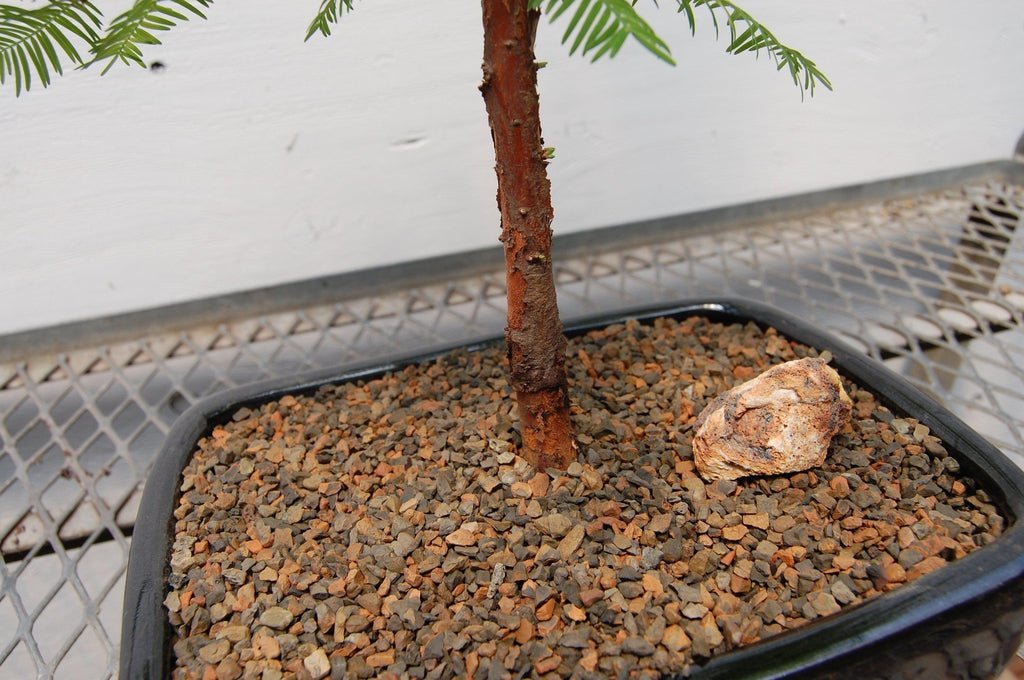 Redwood Bonsai Tree