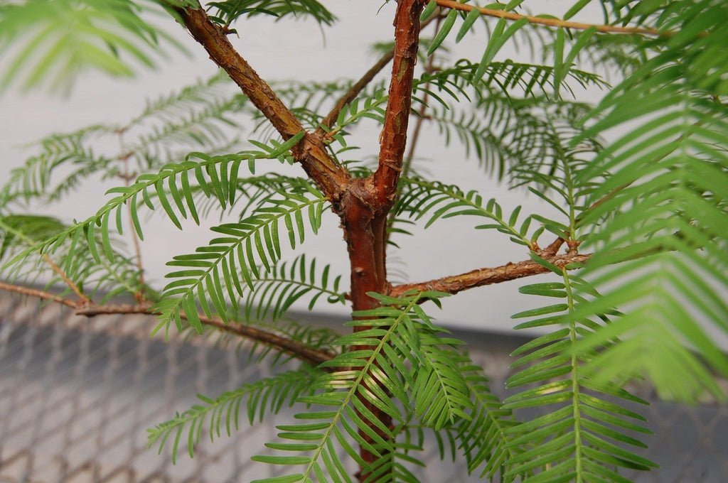 Redwood Bonsai Tree