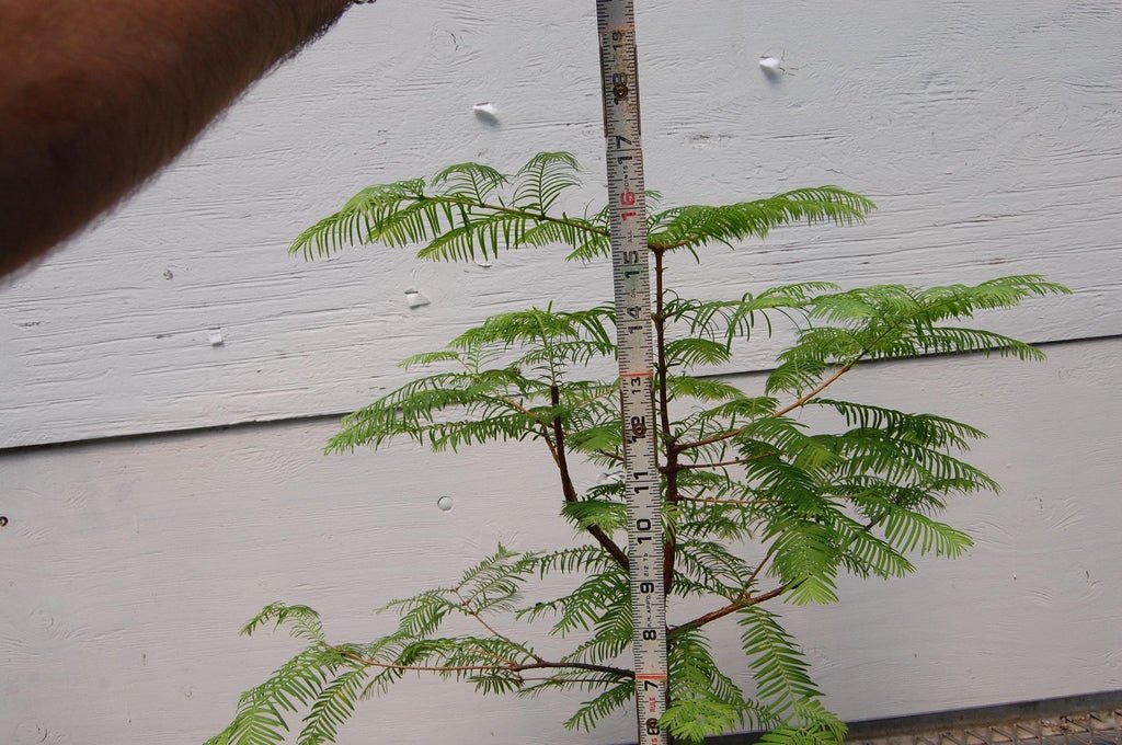 Redwood Bonsai Tree