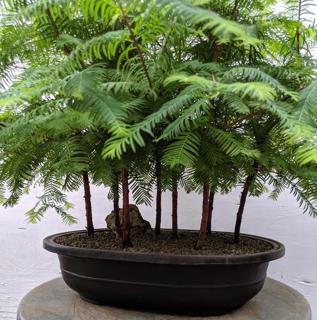 Redwood Forest Specimen Bonsai Tree