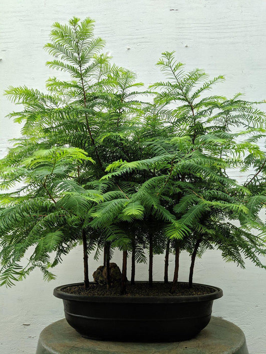 Redwood Forest Specimen Bonsai Tree