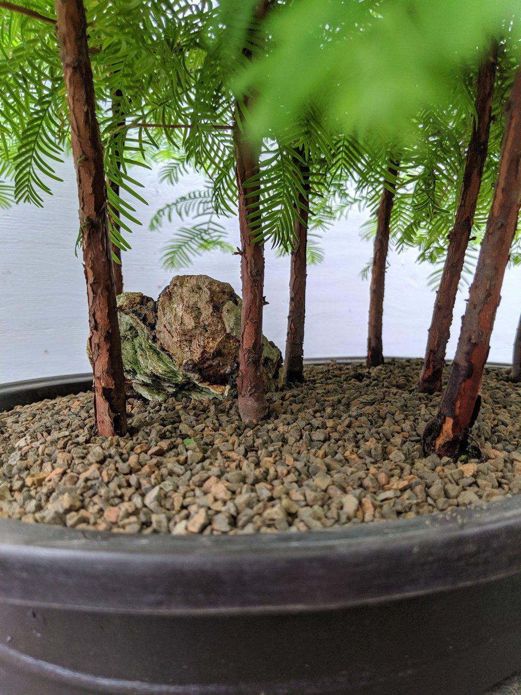 Redwood Forest Specimen Bonsai Tree