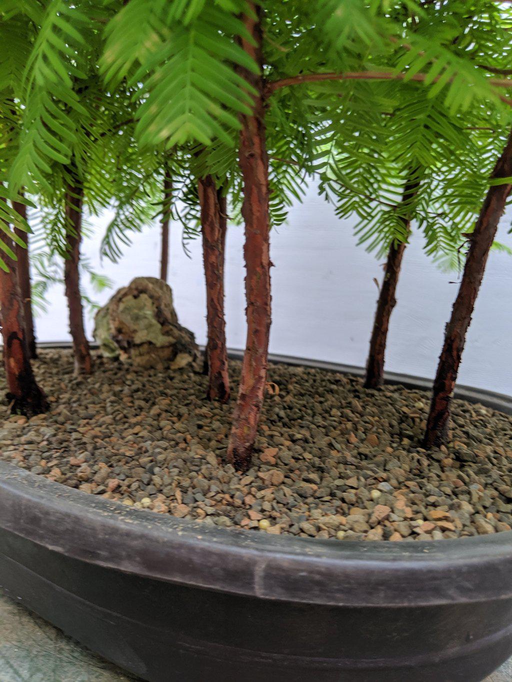 Redwood Forest Specimen Bonsai Tree