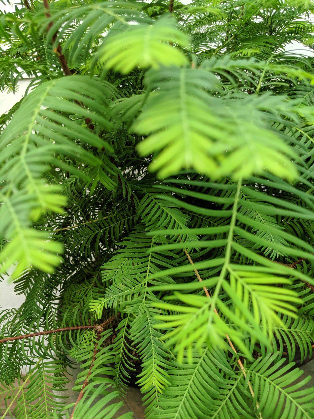 Redwood Forest Specimen Bonsai Tree