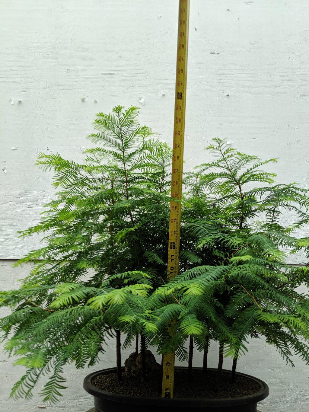 Redwood Forest Specimen Bonsai Tree