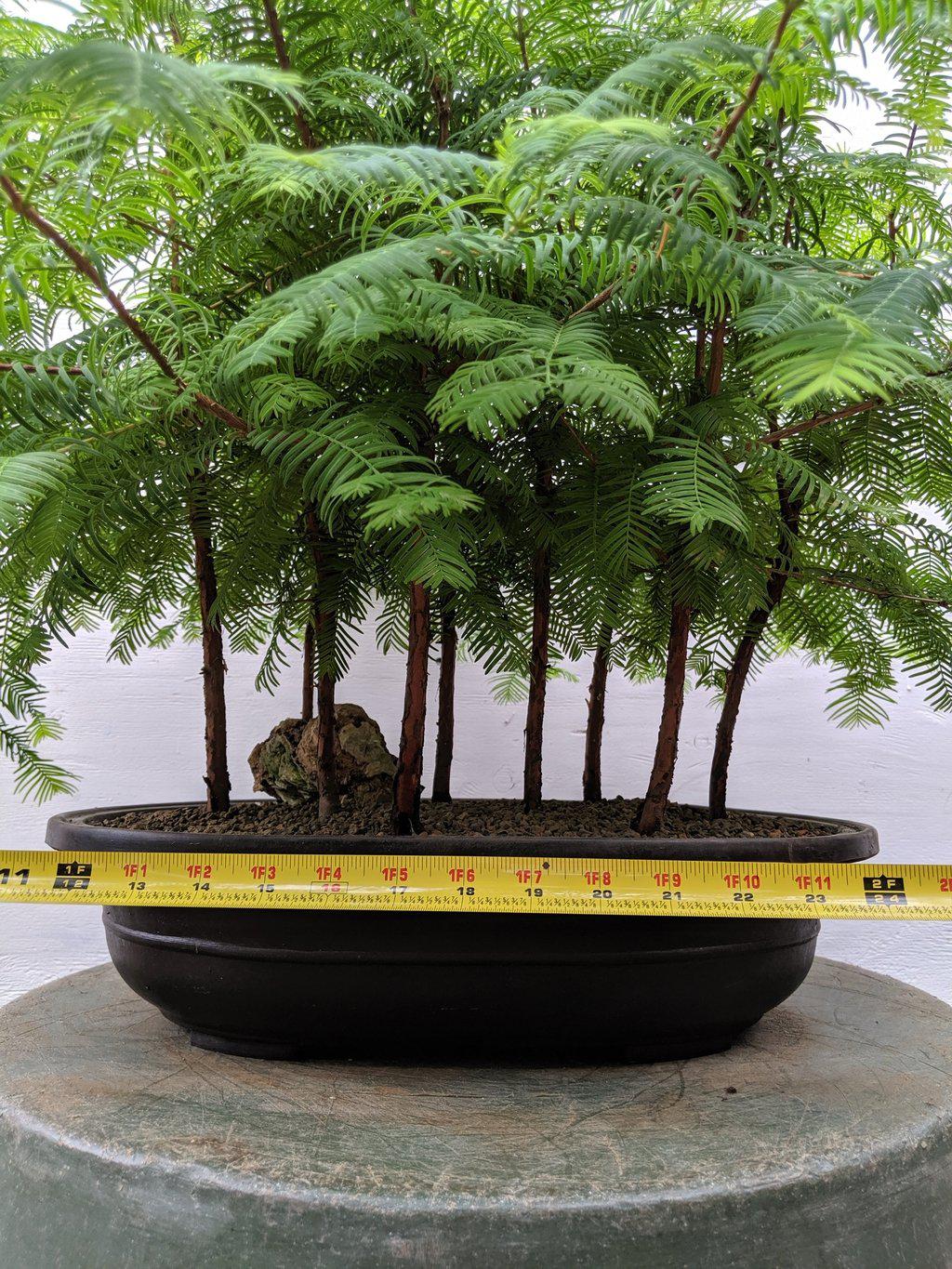 Redwood Forest Specimen Bonsai Tree