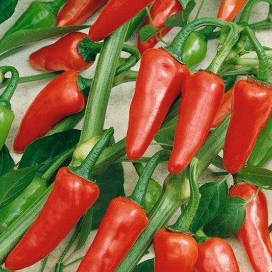 Rio Grande Hot Pepper Seeds