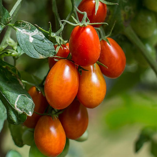 Roma Tomato Seeds