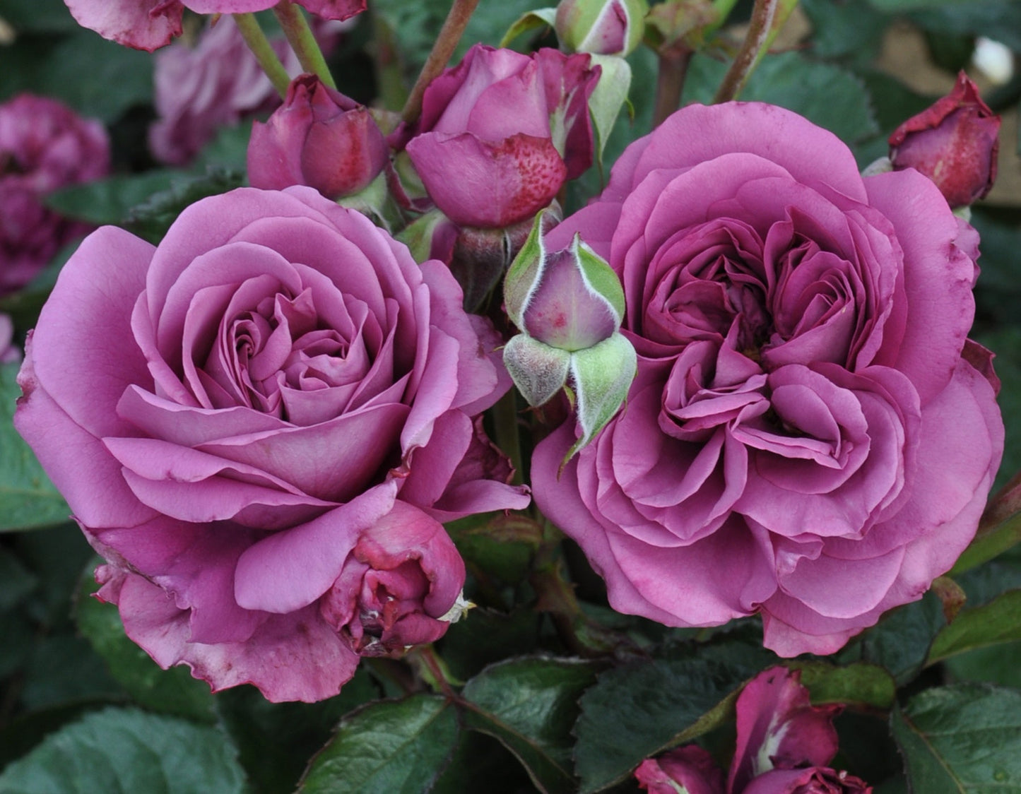 Sunbelt® Plum Perfect™ Rose