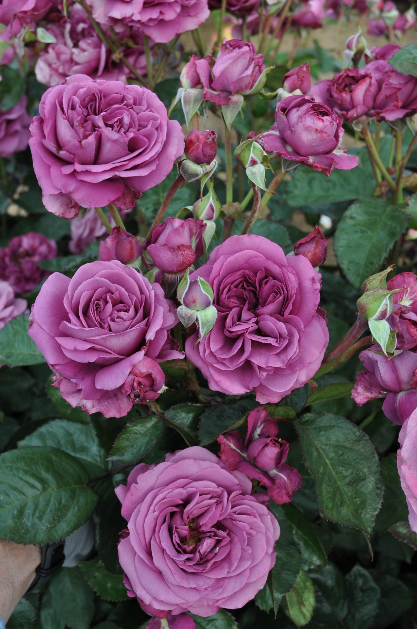 Sunbelt® Plum Perfect™ Rose