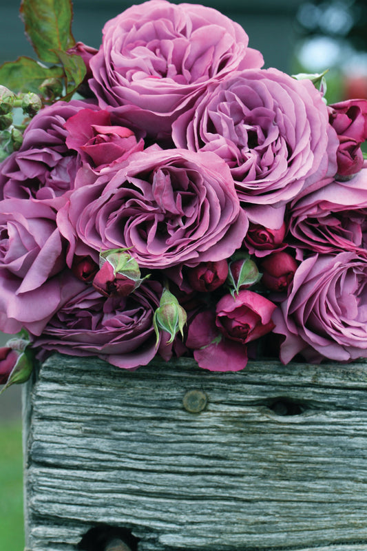 Sunbelt® Plum Perfect™ Rose