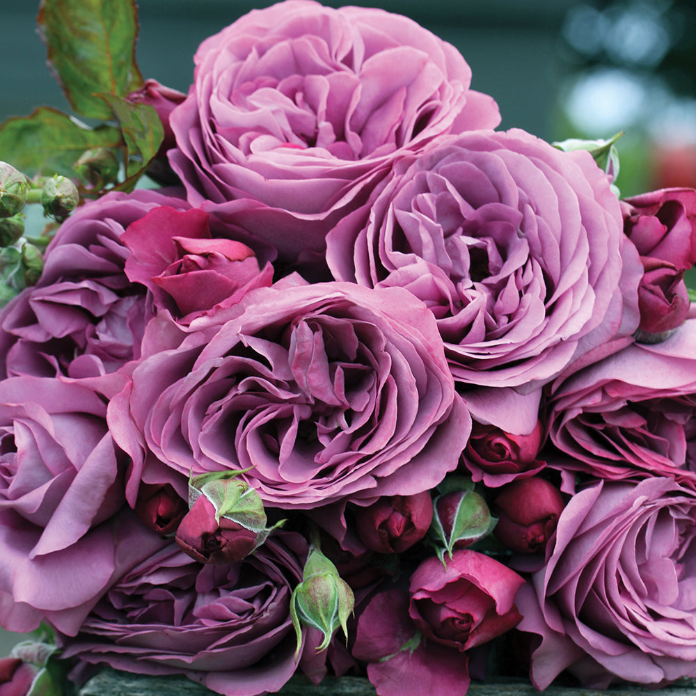 Sunbelt® Plum Perfect™ Rose