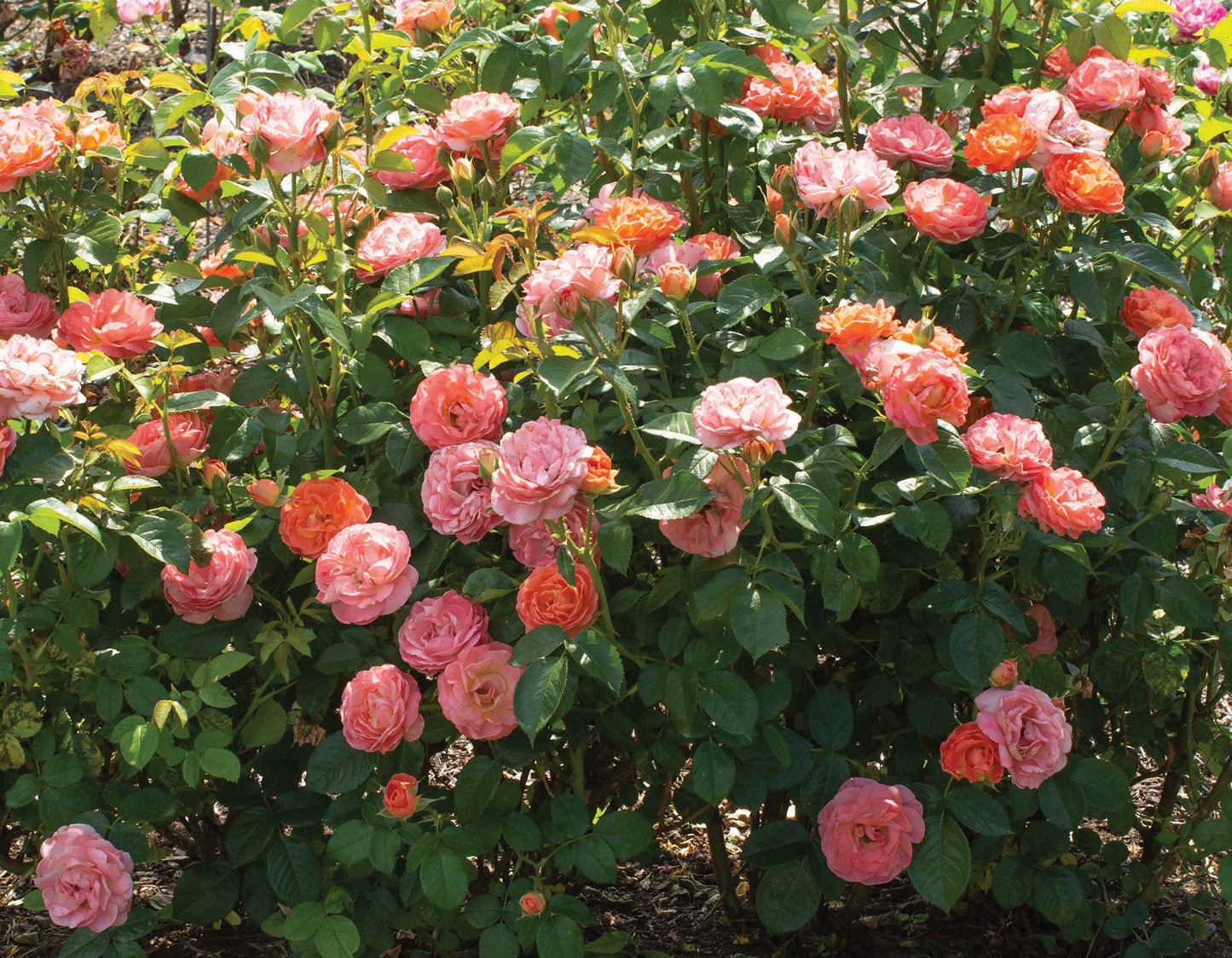 Orange Glow™ Knock Out® Rose