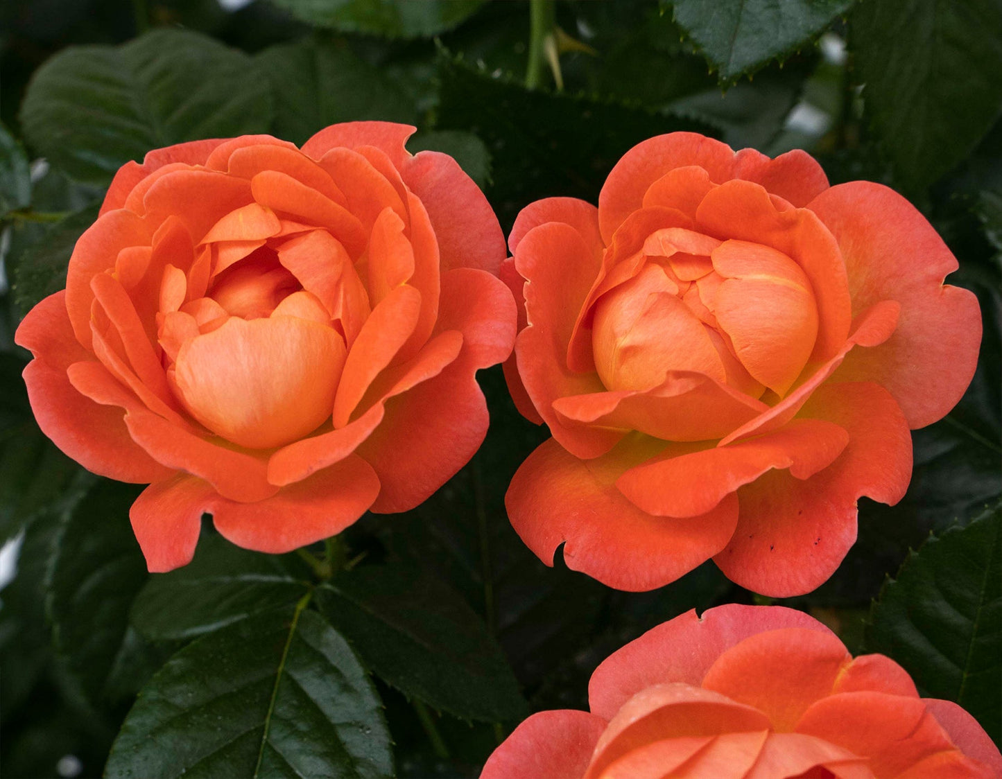 Orange Glow™ Knock Out® Rose