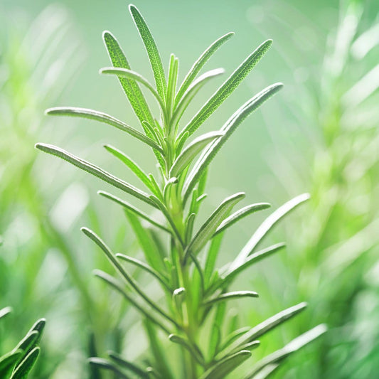 Rosemary Seeds