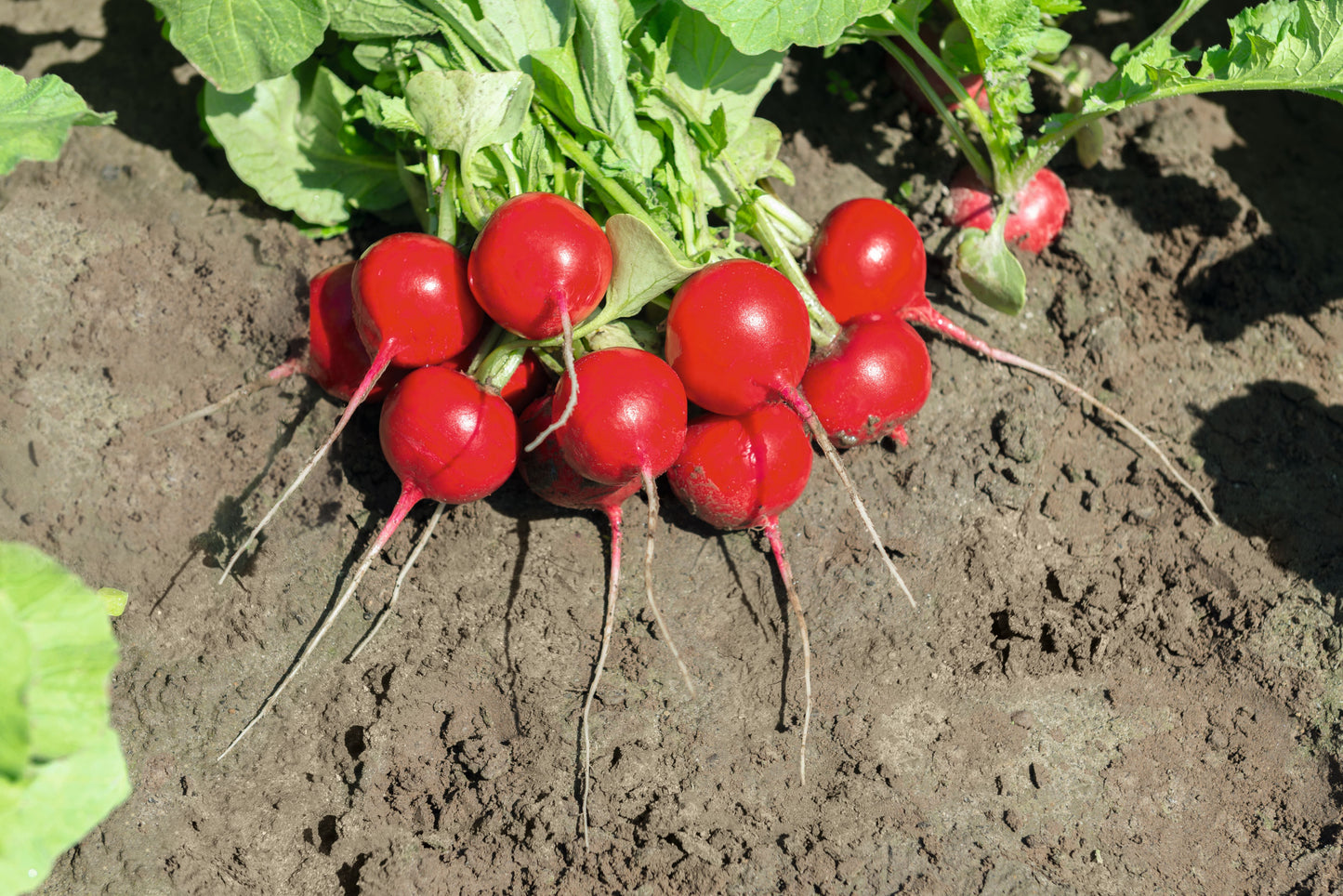 Roxanne Hybrid Radish Seeds