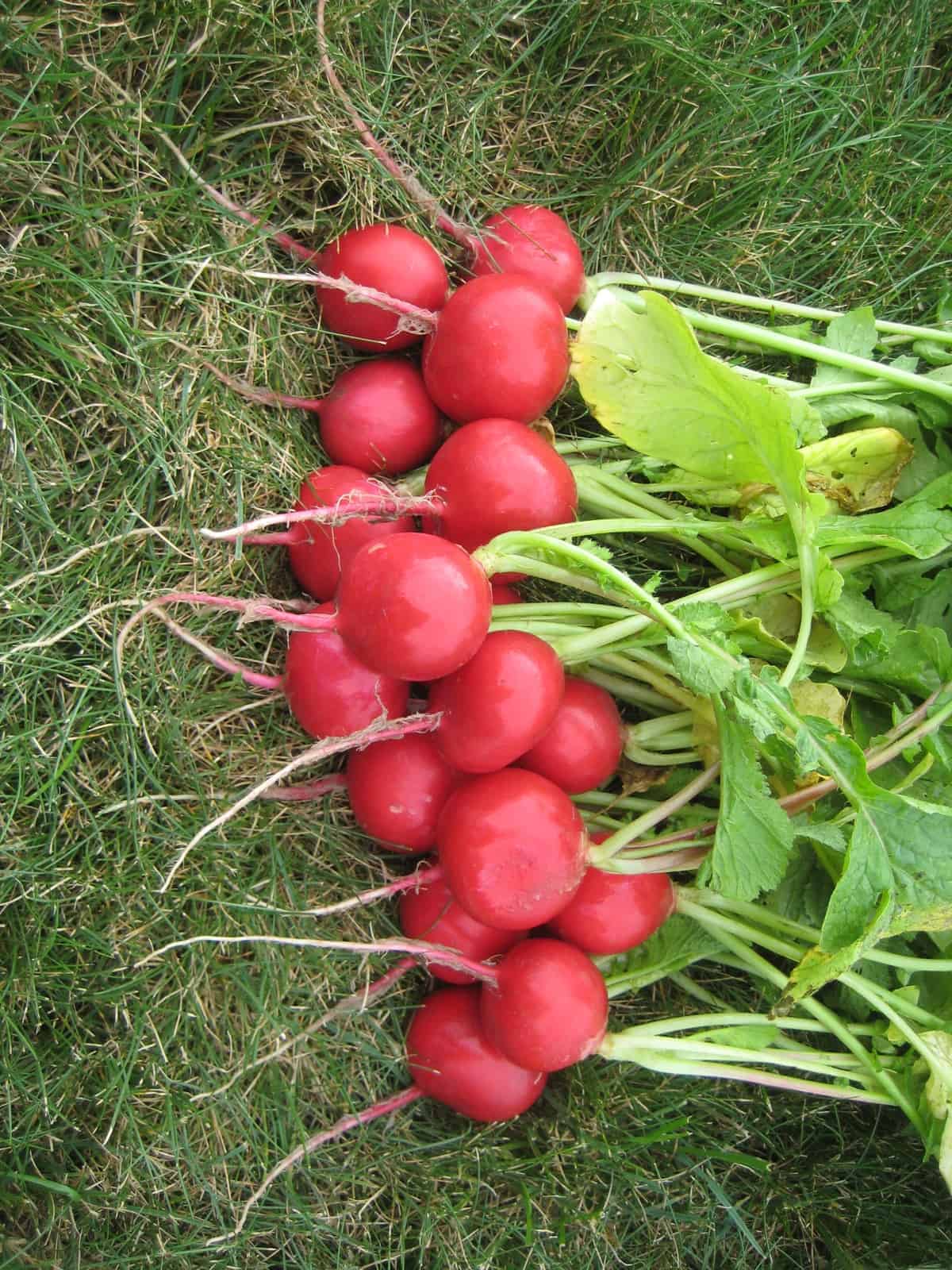 Roxanne Hybrid Radish Seeds