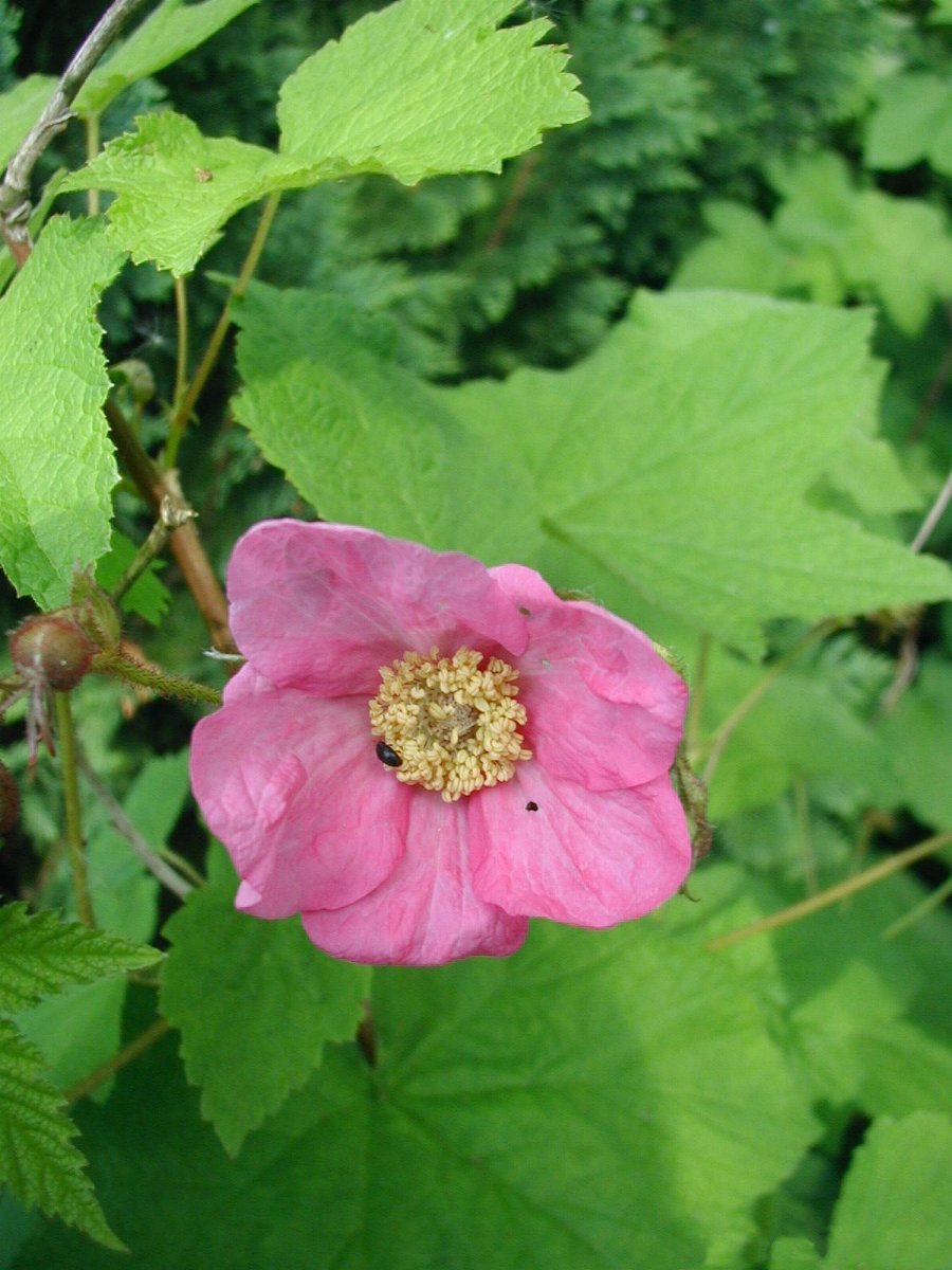 Flowering Raspberry