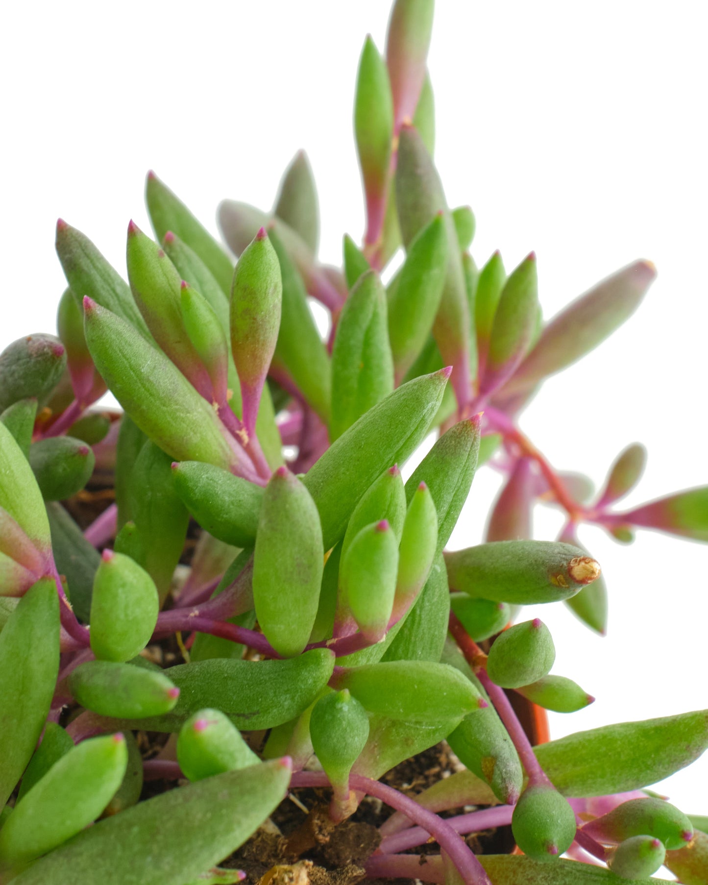 Othonna Capensis 'Ruby Necklace'