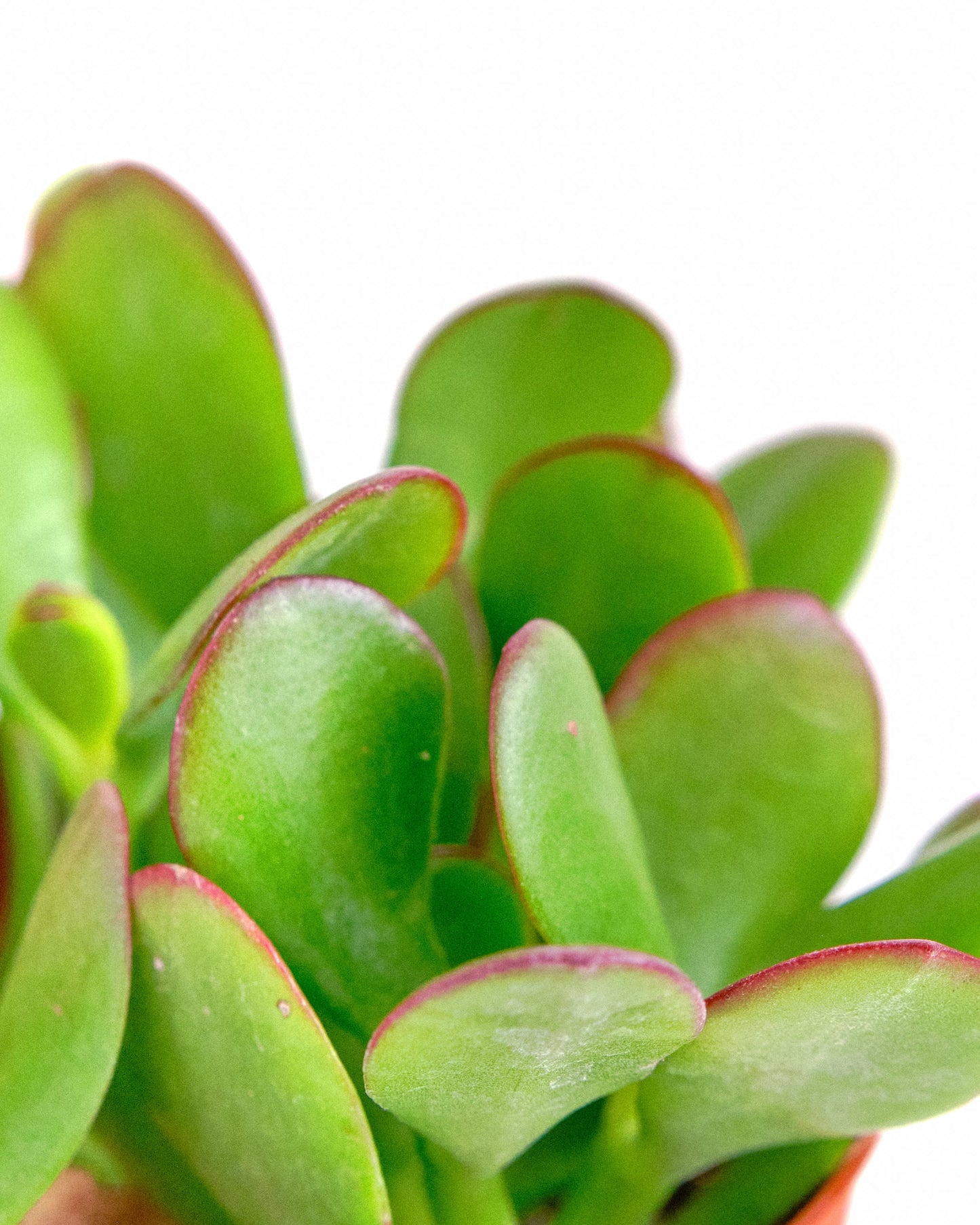 Crassula Ovata 'Jade'