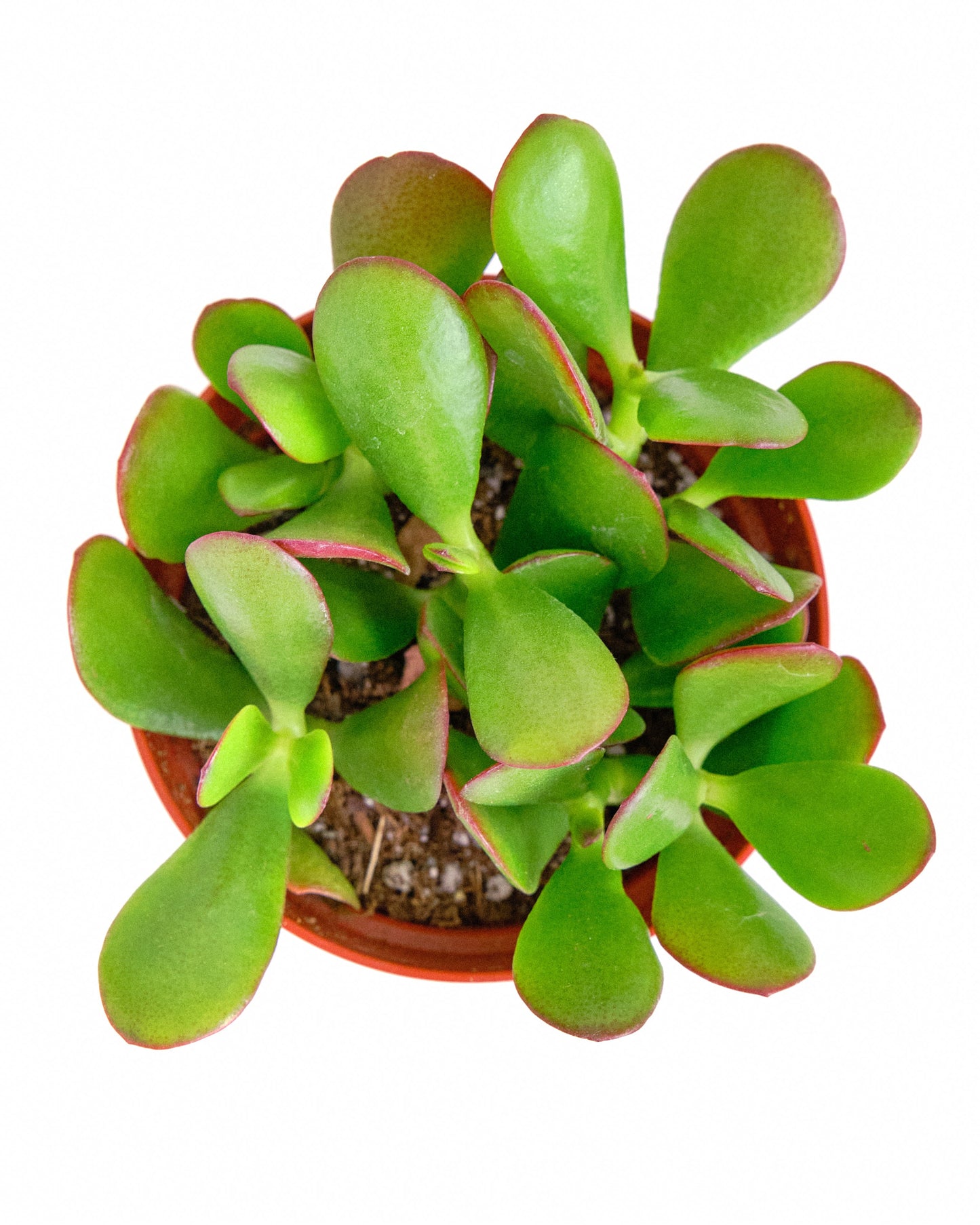 Crassula Ovata 'Jade'