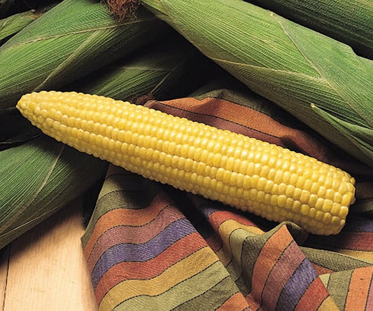 Honey Select (yellow) Corn Seeds