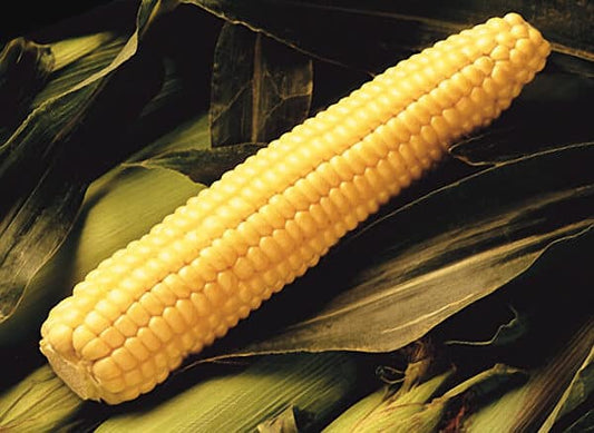 Early Sunglow Hybrid (yellow) Corn Seeds