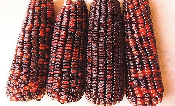 Bloody Butcher Corn Seeds