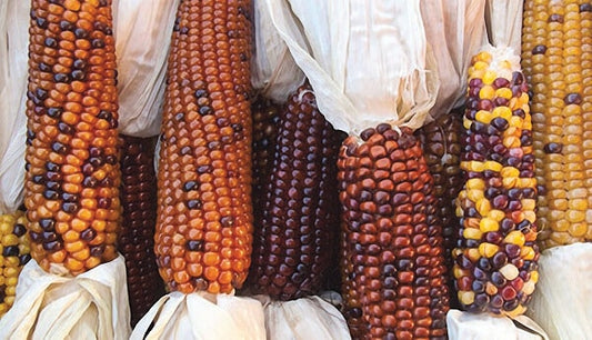 Calico Indian Corn Seeds