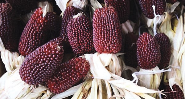 Strawberry Corn Seeds