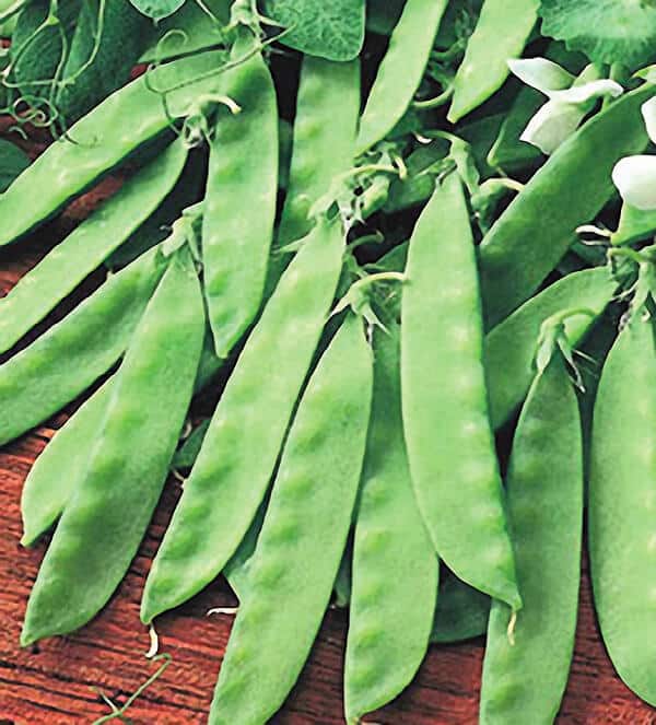 Oregon Giant Pea Seeds