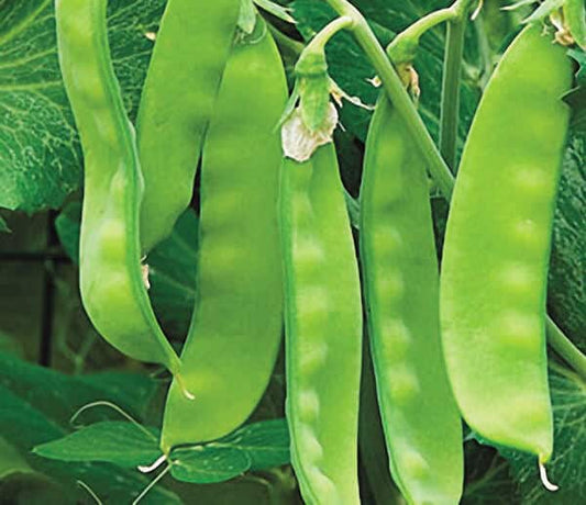 Oregon Sugar Pod II Pea Seeds