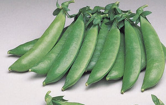 Sugar Sprint Pea Seeds