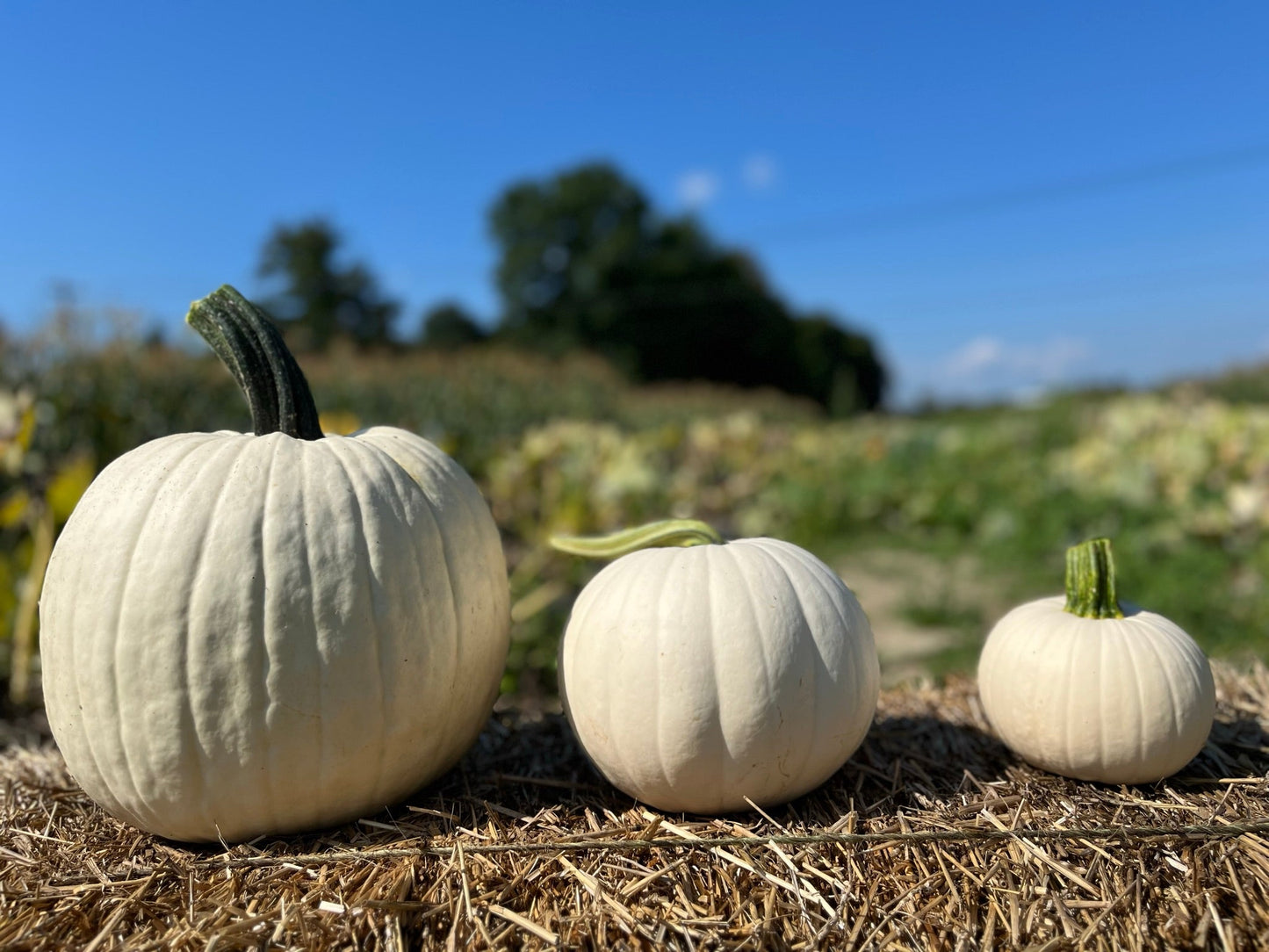 Abominable Pumpkin Seeds