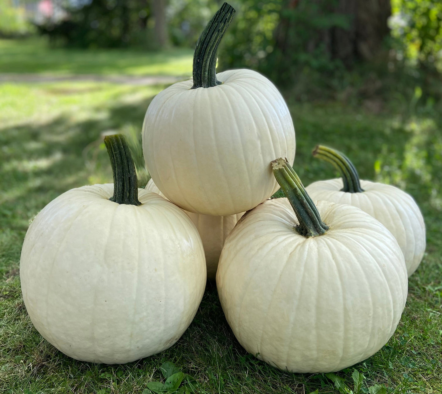 Abominable Pumpkin Seeds