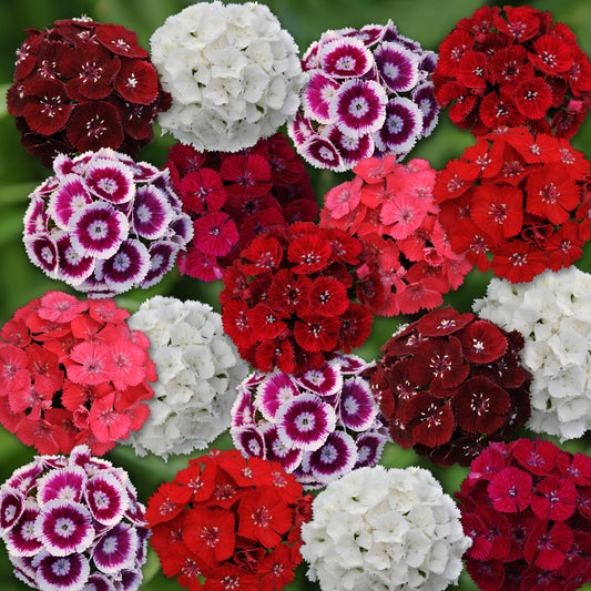 Sweet Mix Dianthus Seeds