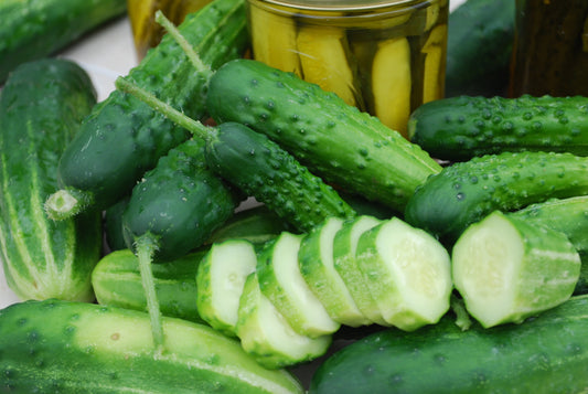 Early Fortune Cucumber Seeds