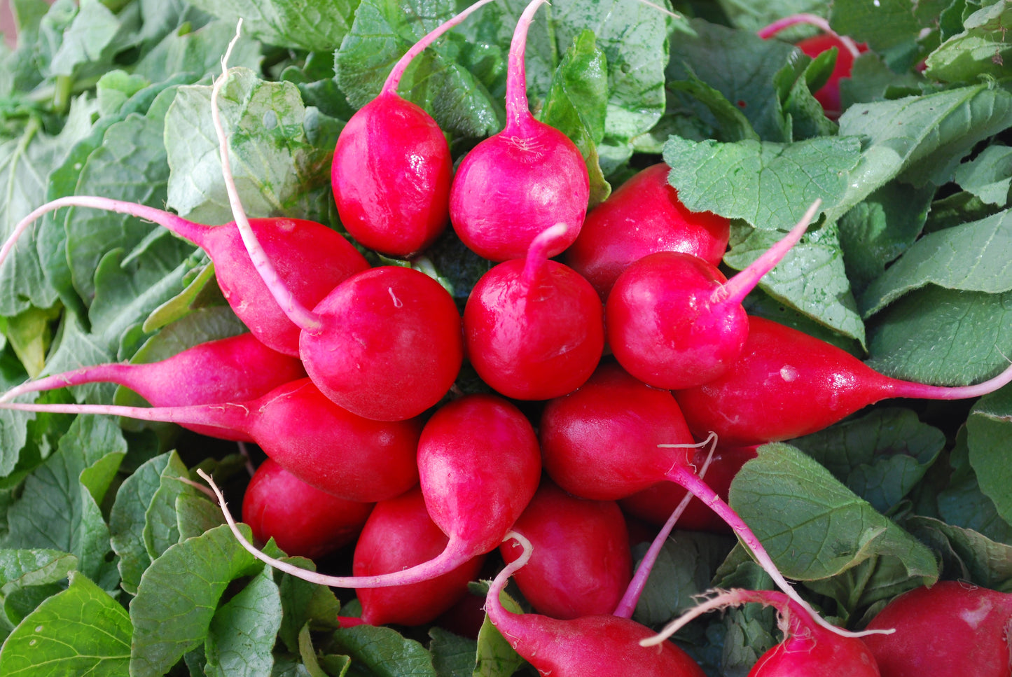 Early Scarlet Globe Radish Seeds