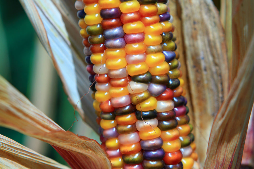 Glass Gem Corn Seeds