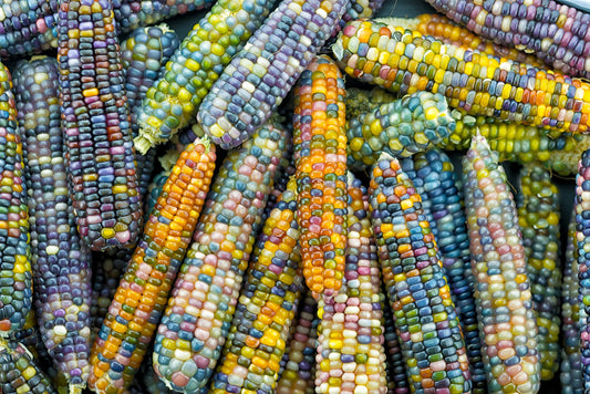 Glass Gem Corn Seeds