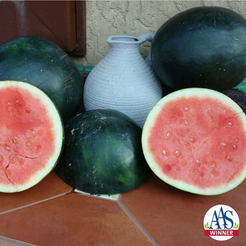 Harvest Moon Seedless Hybrid Watermelon Seeds