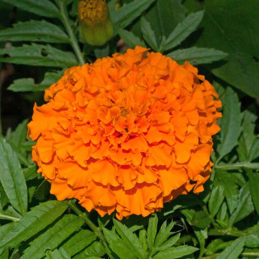 Hawaii Marigold Seeds