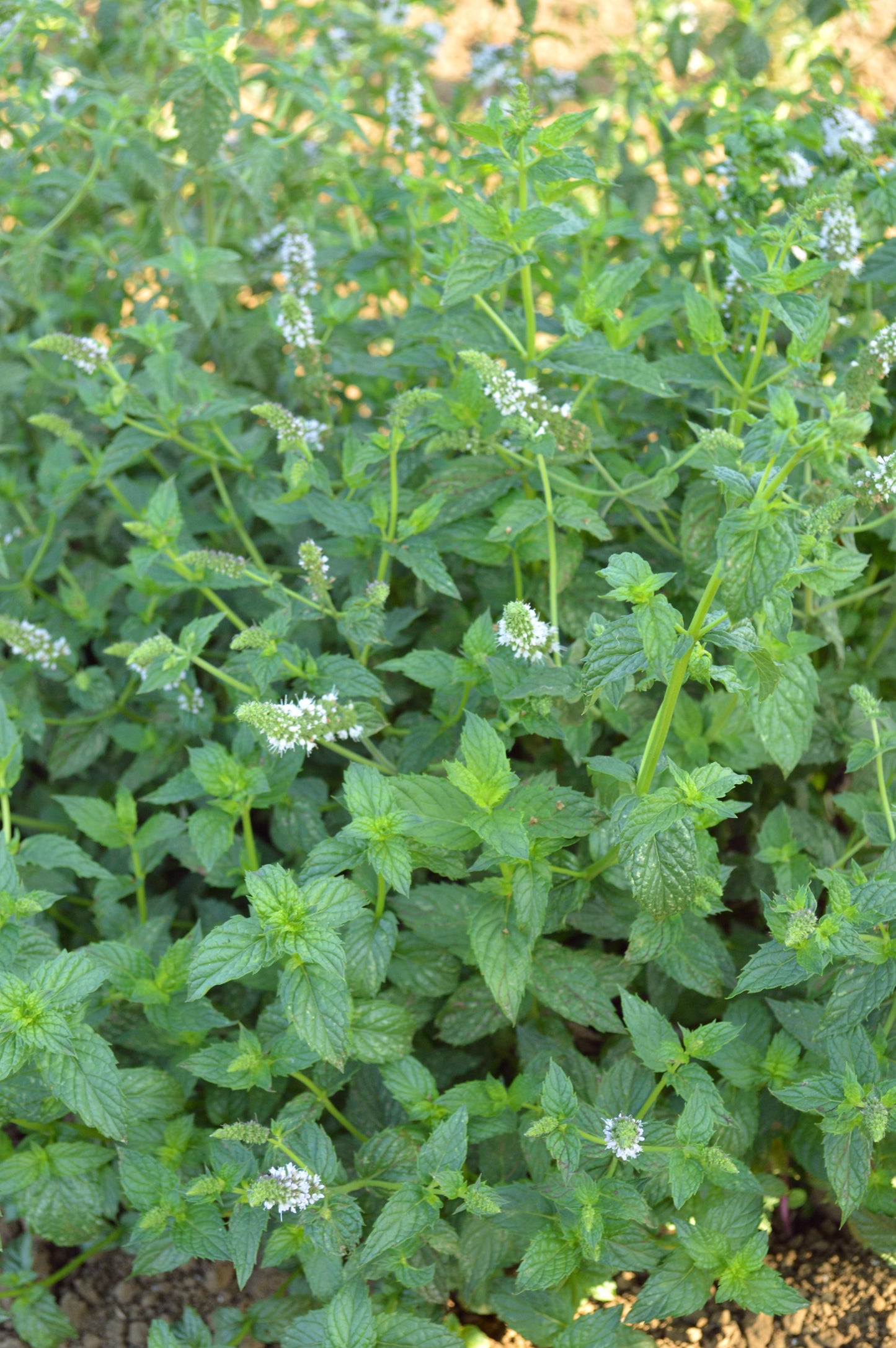 Spearmint Seeds