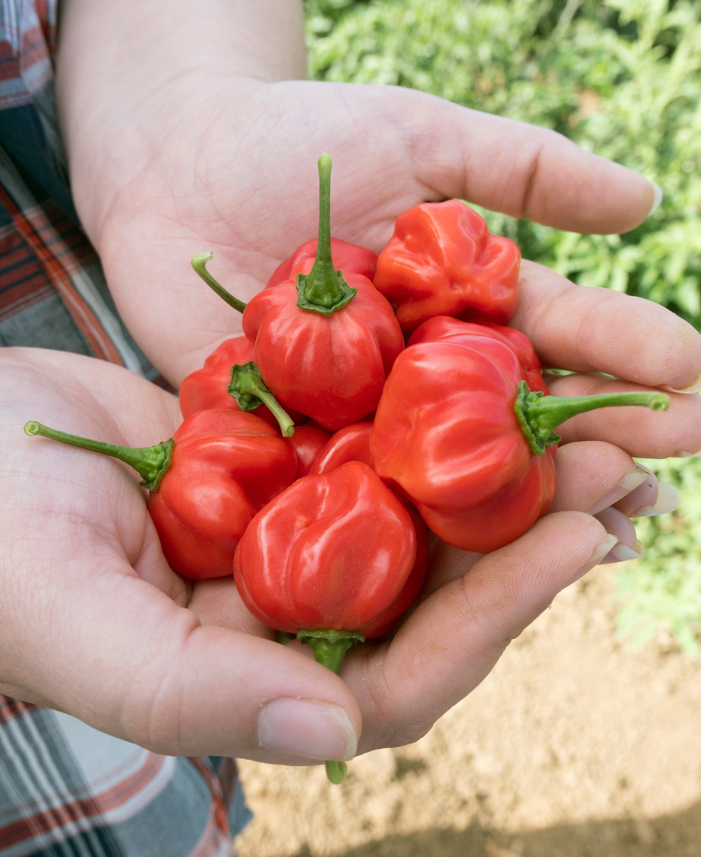 Scotch Bonnet Red Pepper Seeds