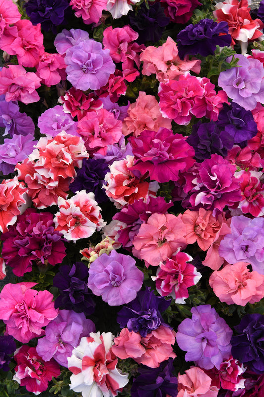 Double Madness Floribunda Hybrid Mix Petunia Seeds