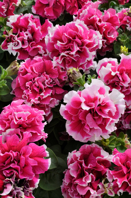 Pirouette Rose Double Grandiflora Hybrid Petunia Seeds